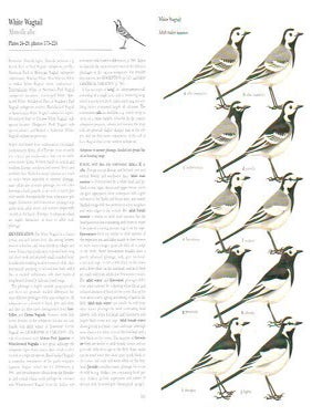Pipits and wagtails of Europe, Asia and North America.
