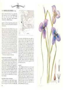 The moraeas of southern Africa: a systematic monograph of the genus in South Africa, Lesotho, Swaziland, Transkei, Botswana, Namibia and Zimbabwe.
