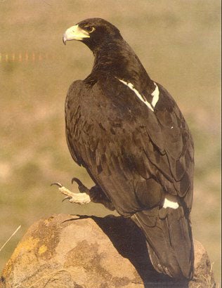 The Black Eagle.