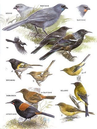 The hand guide to the birds of New Zealand.