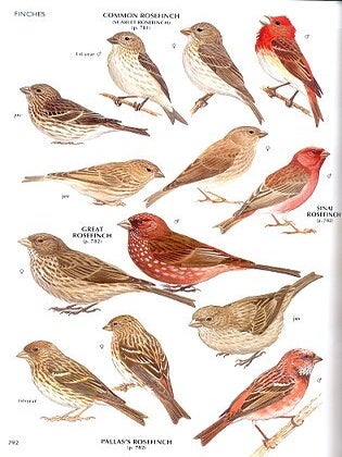 The handbook of bird identification for Europe and the Western Palearctic.