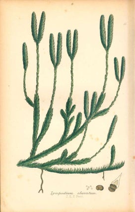 The ferns of Great Britain [with] The fern allies: a supplement.