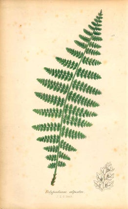 The ferns of Great Britain [with] The fern allies: a supplement.