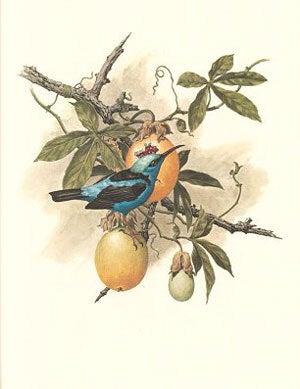 Studies of birds and mammals of South America: with descriptive text by Helmut Sick and an introduction by Sir Solly Zuckerman.