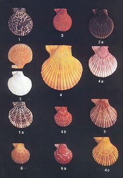Guidebook to Pecten shells: recent Pectinidae and Propeamussiidae of the world.