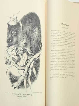 The mammals of Australia, illustrated by Miss Harriett Scott and Mrs. Helena Forde, for the Council of Education.
