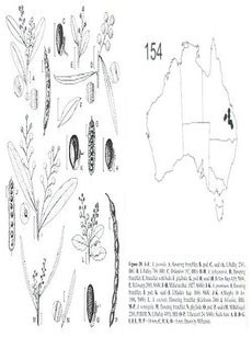 Flora of Australia, volumes eleven A [and] B: Mimosaceae, Acacia [parts one and two].