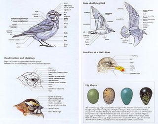The Sibley guide to bird life and behaviour.
