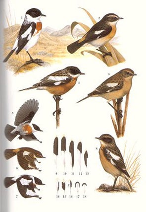 Stonechats: a guide to the genus Saxicola.