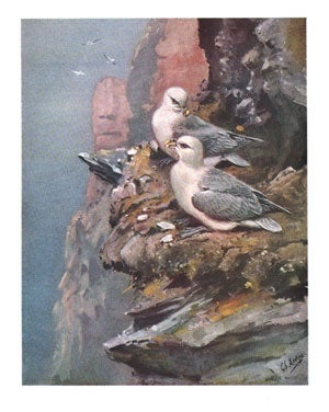 The birds of the British Isles, volume eight.