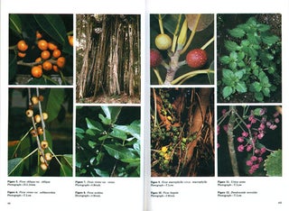 Flora of Australia, volume three. Hamamelidales to Casuarinales.