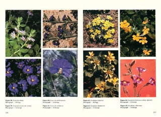 Flora of Australia, volume 35. Brunoniaceae, Goodeniaceae.