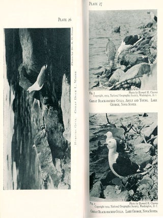 Birds of the ocean: containing descriptions of all the sea-birds of the world, with notes on their habits and guides to their identification.