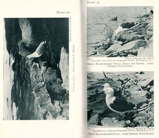 Birds of the ocean: containing descriptions of all the sea-birds of the world, with notes on their habits and guides to their identification.
