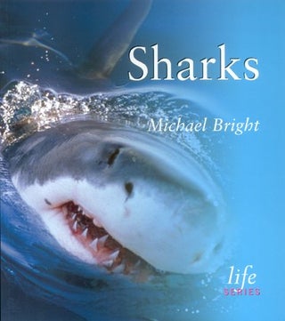 Stock ID 16297 Sharks. Michael Bright