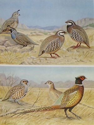 Pictorial checklist of Colorado birds: with brief notes on the status of each species in neighboring states of Nebraska, Kansas, New Mexico, Utah, and Wyoming.