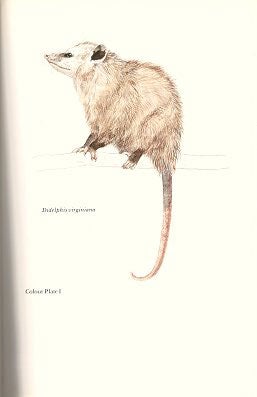 Handbook of Canadian mammals, 1. Marsupials and Insectivores.