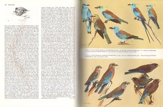 Handbook of the birds of Europe, the Middle East and North Africa. The birds of the Western Palearctic [BWP], volume four: Terns to woodpeckers.