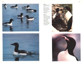 The Thick-billed Murres of Prince Leopold Island: a study of the breeding ecology of a colonial high arctic seabird.