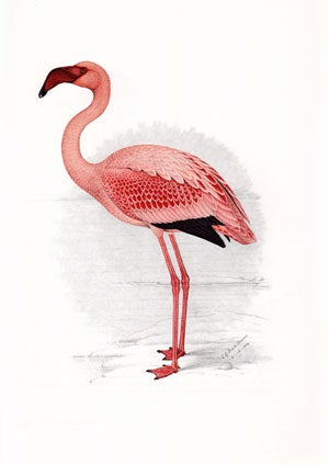 The bird paintings of C. G. Finch-Davies.