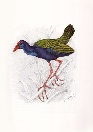The bird paintings of C. G. Finch-Davies.