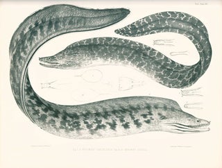 Ichthyology of the voyage of H. M. S. Erebus and Terror, under the command of Captain Sir James Ross.