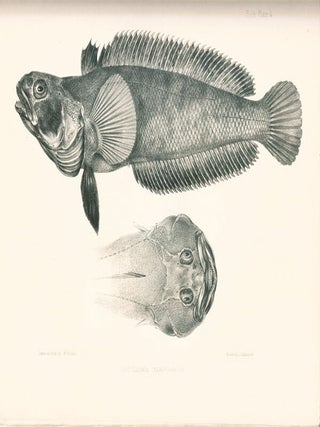 Ichthyology of the voyage of H. M. S. Erebus and Terror, under the command of Captain Sir James Ross.