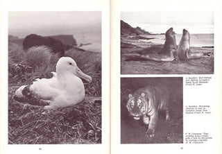 Early wildlife photographers.