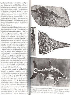Dinosaurs, spitfires and sea dragons.
