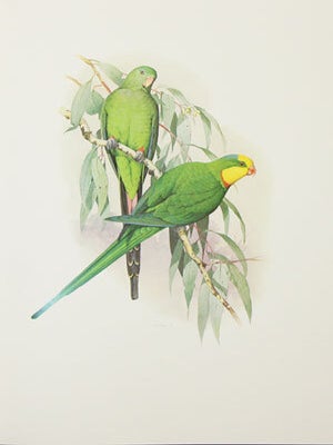 Australian parrots.