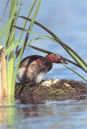 Grebes of our world: visiting all species on 5 continents. Andre Konter.