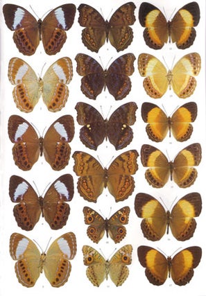Butterflies of the Solomon Islands: systematics and biogeography.