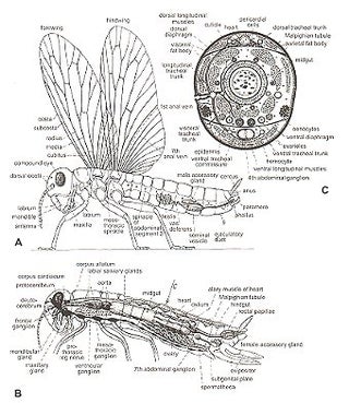 Insect development and evolution.