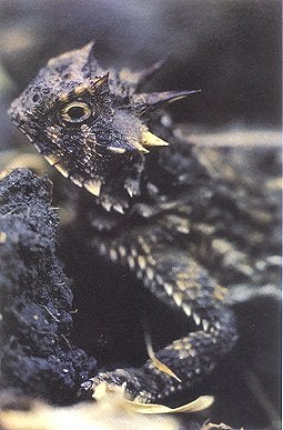 Stock ID 17419 Horned lizards: the book of horny toads. Jane Manaster