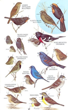 A guide to the birds of Puerto Rico and the Virgin Islands.