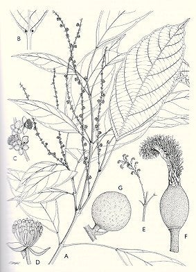Stock ID 17471 Genera Euphorbiacearum. Alan Radcliffe-Smith