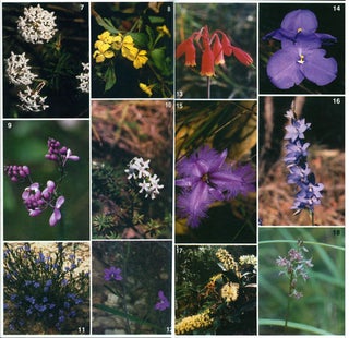Sydney flora: a beginner's guide to Australian native plants.
