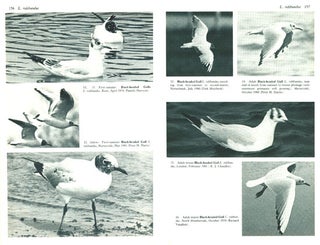 Gulls: a guide to identification.