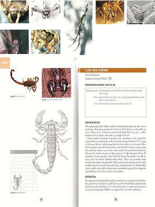 Spiders and scorpions commonly found in Victoria.