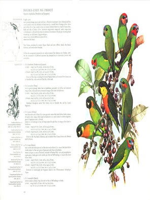 Parrots of the world.