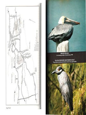 A birdwatching guide to Bermuda.