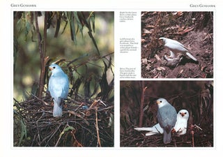 Eagles hawks and falcons of Australia.