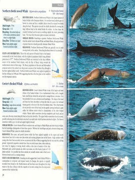 Whales and dolphins of the European Atlantic, the Bay of Biscay and the English Channel.
