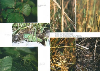 Grasshoppers and bush-crickets of the British Isles.