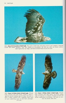A photographic guide to North American raptors.