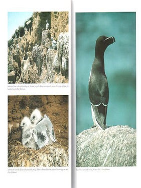 The birds of the Isles of Scilly.