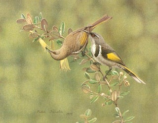 Birds of Australian gardens.