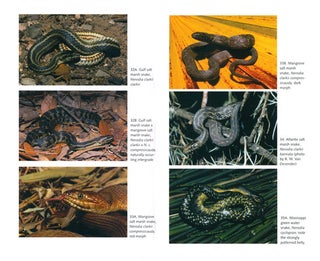 Florida's snakes: a guide to their identification.