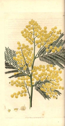 Flora Australasica; or a selection of handsome or curious plants, natives of New Holland, and the South Sea Islands; ..