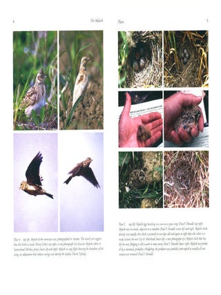 The skylark.